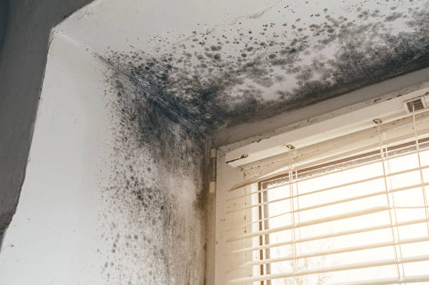 Trusted Mold Inspection service in Rebersburg, PA - Cheap Mold Removal